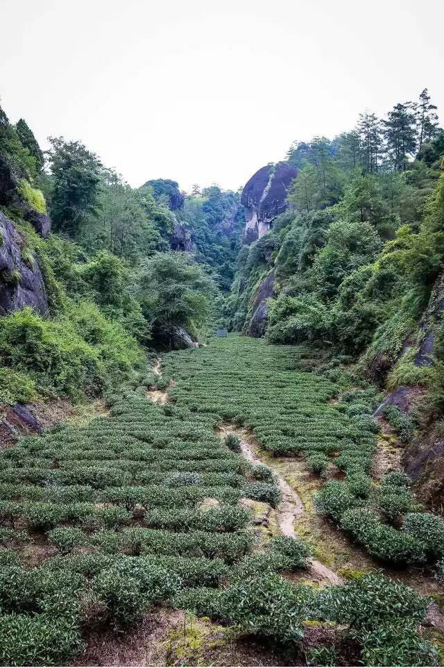 武夷山為什么盛產(chǎn)茶葉，武夷山茶為什么好喝？