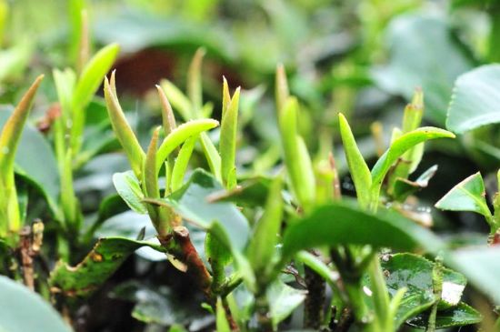 單樅茶什么季節(jié)最好喝，鳳凰單叢茶春茶好還是秋茶好？