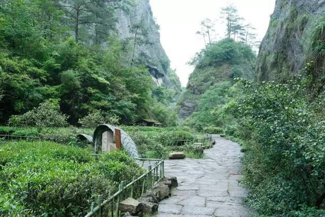 武夷山為什么盛產(chǎn)茶葉，武夷山茶為什么好喝？