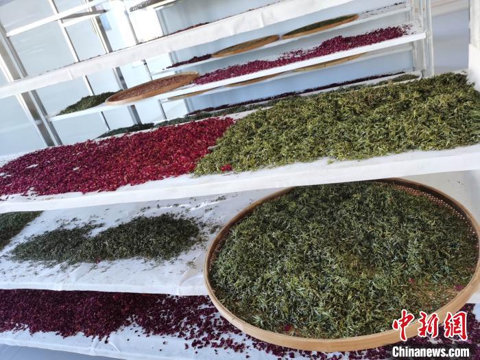 圖為王玲玲收購(gòu)的各種山茶?！⊥貘Q遠(yuǎn) 攝