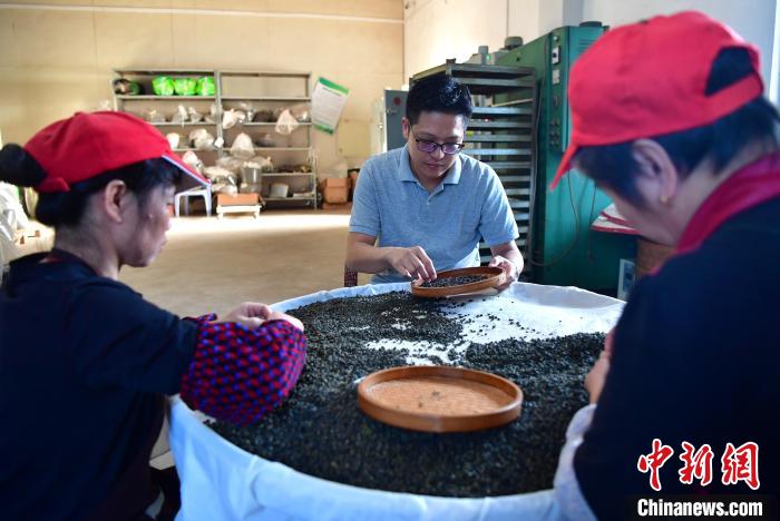 圖為張?jiān)涝谏a(chǎn)車間內(nèi)與工人一起查看茶葉品質(zhì)。　張斌 攝